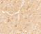 Tripartite Motif-Containing 51 antibody, A15117, Boster Biological Technology, Immunohistochemistry frozen image 