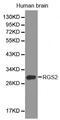 Regulator of G-protein signaling 2 antibody, MBS128102, MyBioSource, Western Blot image 