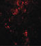 Bifunctional Apoptosis Regulator antibody, LS-B4629, Lifespan Biosciences, Immunofluorescence image 