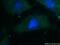 Oncostatin M antibody, 20345-1-AP, Proteintech Group, Immunofluorescence image 