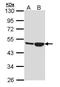 Creatine kinase M-type antibody, PA5-29471, Invitrogen Antibodies, Western Blot image 