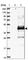 Chromosome 1 Open Reading Frame 56 antibody, HPA037430, Atlas Antibodies, Western Blot image 