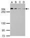 Chromodomain Helicase DNA Binding Protein 4 antibody, GTX124186, GeneTex, Western Blot image 