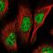 Polycomb group RING finger protein 3 antibody, HPA061879, Atlas Antibodies, Immunofluorescence image 