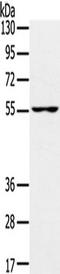 Upstream-binding protein 1 antibody, TA351346, Origene, Western Blot image 
