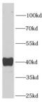 Selenophosphate Synthetase 1 antibody, FNab07715, FineTest, Western Blot image 
