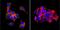 Solute Carrier Organic Anion Transporter Family Member 1B3 antibody, MA3-935, Invitrogen Antibodies, Immunofluorescence image 