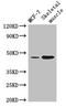 Arrestin domain-containing protein 3 antibody, orb353983, Biorbyt, Western Blot image 