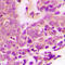 X-Linked Inhibitor Of Apoptosis antibody, LS-C358397, Lifespan Biosciences, Immunohistochemistry frozen image 