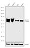 Zinc finger protein Helios antibody, 720419, Invitrogen Antibodies, Western Blot image 