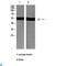alpha-Tubulin antibody, LS-C814251, Lifespan Biosciences, Western Blot image 