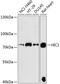 Hypermethylated in cancer 1 protein antibody, GTX66577, GeneTex, Western Blot image 