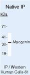Myogenin antibody, MA5-11486, Invitrogen Antibodies, Immunoprecipitation image 