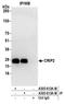 Cysteine Rich Protein 2 antibody, A305-613A-M, Bethyl Labs, Immunoprecipitation image 