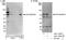 Cell division cycle protein 16 homolog antibody, A301-165A, Bethyl Labs, Western Blot image 