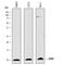 Ubiquitin Fold Modifier 1 antibody, AF8237, R&D Systems, Western Blot image 