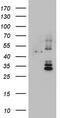 Dolichyl-diphosphooligosaccharide--protein glycosyltransferase 48 kDa subunit antibody, TA803618BM, Origene, Western Blot image 