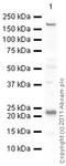 Glutathione Peroxidase 1 antibody, ab22604, Abcam, Western Blot image 