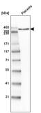 Laminin Subunit Alpha 5 antibody, AMAb91124, Atlas Antibodies, Western Blot image 