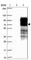 Erythrocyte Membrane Protein Band 4.1 Like 5 antibody, HPA037564, Atlas Antibodies, Western Blot image 
