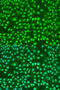 Presenilin 2 antibody, 23-128, ProSci, Immunofluorescence image 