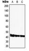 GATA Binding Protein 1 antibody, orb213968, Biorbyt, Western Blot image 