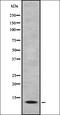 Inhibitor of growth protein 3 antibody, orb337023, Biorbyt, Western Blot image 