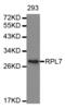 Ribosomal Protein L7 antibody, abx004548, Abbexa, Western Blot image 