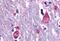 Muscarinic acetylcholine receptor M3 antibody, NB100-59004, Novus Biologicals, Immunohistochemistry frozen image 