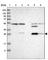 Carbonic anhydrase 13 antibody, HPA024689, Atlas Antibodies, Western Blot image 