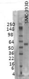 Solute Carrier Family 18 Member A3 antibody, TA326422, Origene, Western Blot image 