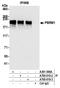 Polybromo 1 antibody, A700-019, Bethyl Labs, Immunoprecipitation image 