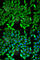 Myelin Oligodendrocyte Glycoprotein antibody, A5353, ABclonal Technology, Immunofluorescence image 