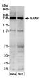 80 kDa MCM3-associated protein antibody, A303-127A, Bethyl Labs, Western Blot image 