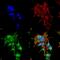 Receptor Accessory Protein 1 antibody, MA5-27607, Invitrogen Antibodies, Immunofluorescence image 