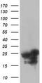 Adenylate kinase isoenzyme 4, mitochondrial antibody, TA503371S, Origene, Western Blot image 