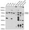 Prostaglandin-Endoperoxide Synthase 1 antibody, GTX33113, GeneTex, Western Blot image 