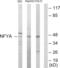 NFY antibody, abx013436, Abbexa, Western Blot image 