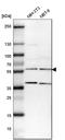 SWI/SNF-related matrix-associated actin-dependent regulator of chromatin subfamily E member 1 antibody, HPA003916, Atlas Antibodies, Western Blot image 