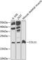 C-C Motif Chemokine Ligand 11 antibody, GTX64437, GeneTex, Western Blot image 