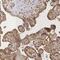 CRH antibody, HPA062111, Atlas Antibodies, Immunohistochemistry frozen image 