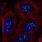Myelin Regulatory Factor Like antibody, PA5-61937, Invitrogen Antibodies, Immunofluorescence image 