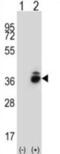 Corticotropin-releasing factor-binding protein antibody, abx027081, Abbexa, Western Blot image 
