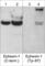 Neuronal Guanine Nucleotide Exchange Factor antibody, EP2821, ECM Biosciences, Western Blot image 
