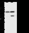 Desmin antibody, 106160-T46, Sino Biological, Western Blot image 