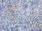 CD19 antibody, orb251482, Biorbyt, Immunohistochemistry paraffin image 