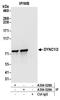Cytoplasmic dynein 1 intermediate chain 2 antibody, A304-528A, Bethyl Labs, Immunoprecipitation image 