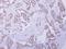 Carbonyl Reductase 4 antibody, GTX123009, GeneTex, Immunohistochemistry paraffin image 