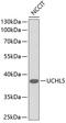 Ubiquitin carboxyl-terminal hydrolase isozyme L5 antibody, 13-853, ProSci, Western Blot image 