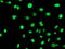 Serpin Family B Member 6 antibody, M07155-1, Boster Biological Technology, Immunofluorescence image 